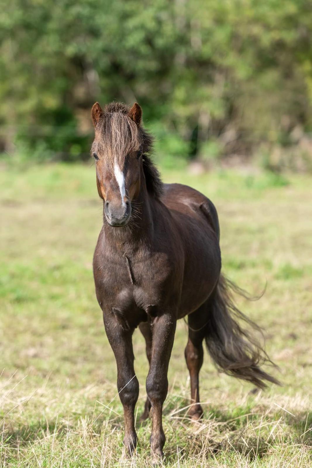 Welsh Mountain (sec A) Callunas Lucky Luke | Fighter | [Træner] billede 15