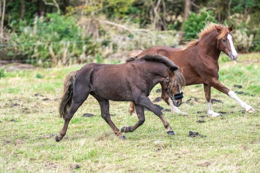 Welsh Mountain (sec A) Callunas Lucky Luke | Fighter | [Solgt] billede 16