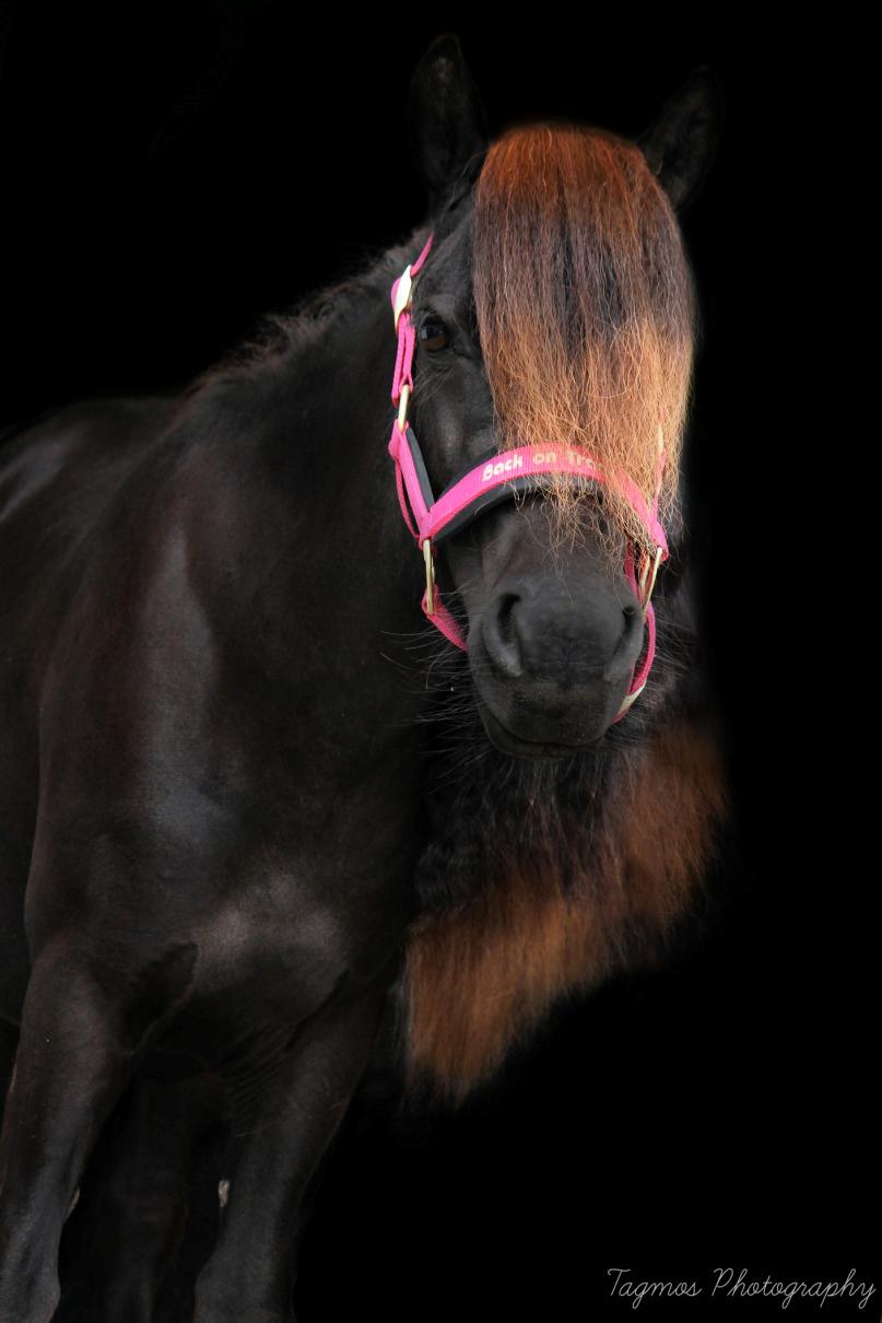 Shetlænder Dalbo’s Ariel (Diaz) billede 11