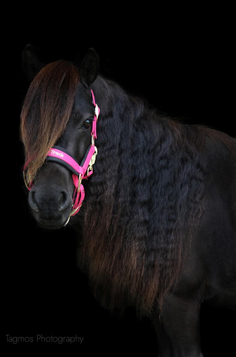 Shetlænder Dalbo’s Ariel (Diaz) billede 2