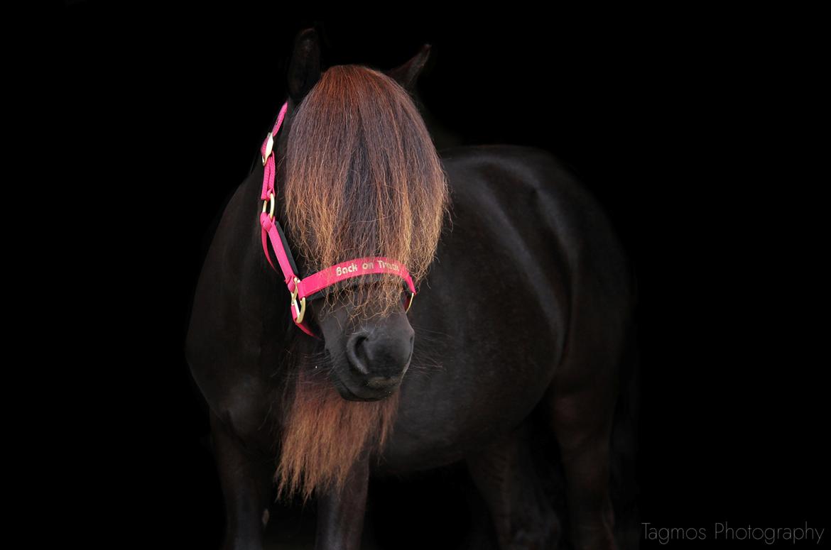 Shetlænder Dalbo’s Ariel (Diaz) billede 12