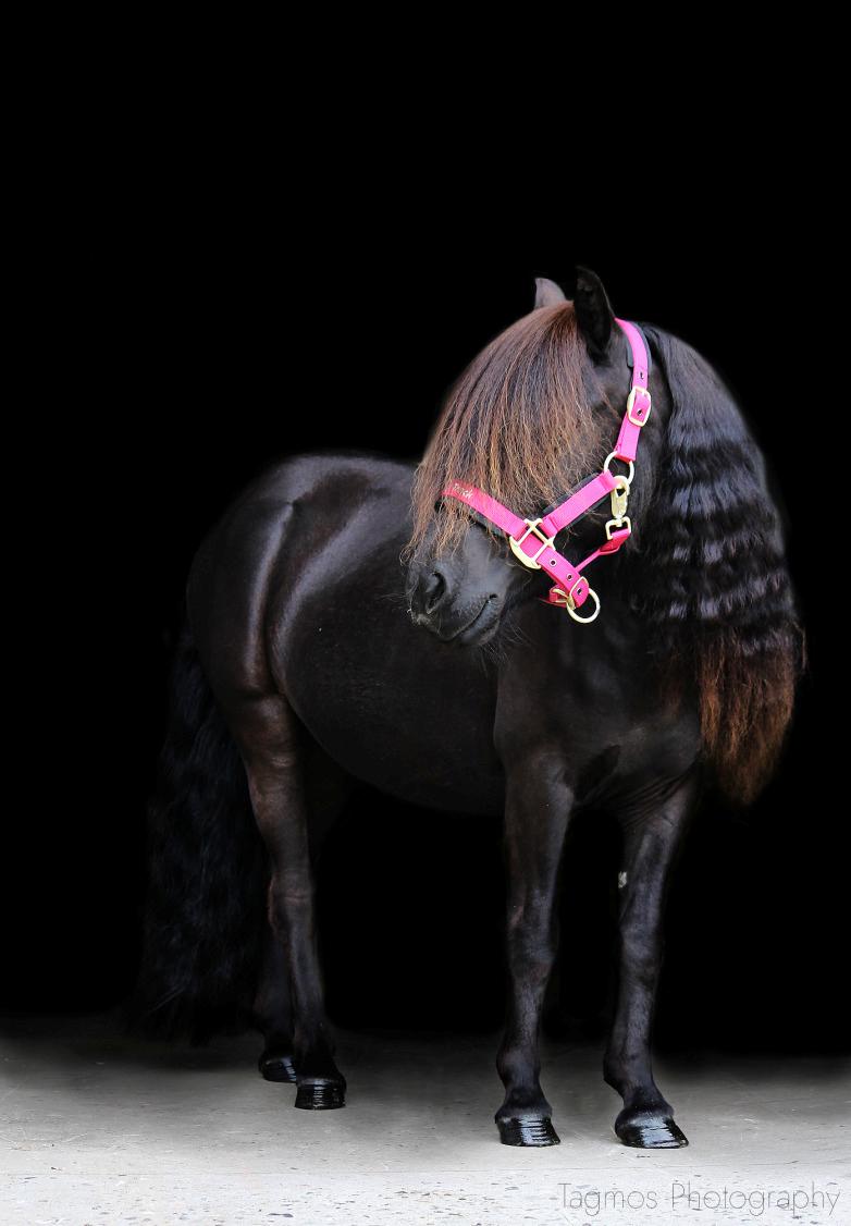 Shetlænder Dalbo’s Ariel (Diaz) billede 6