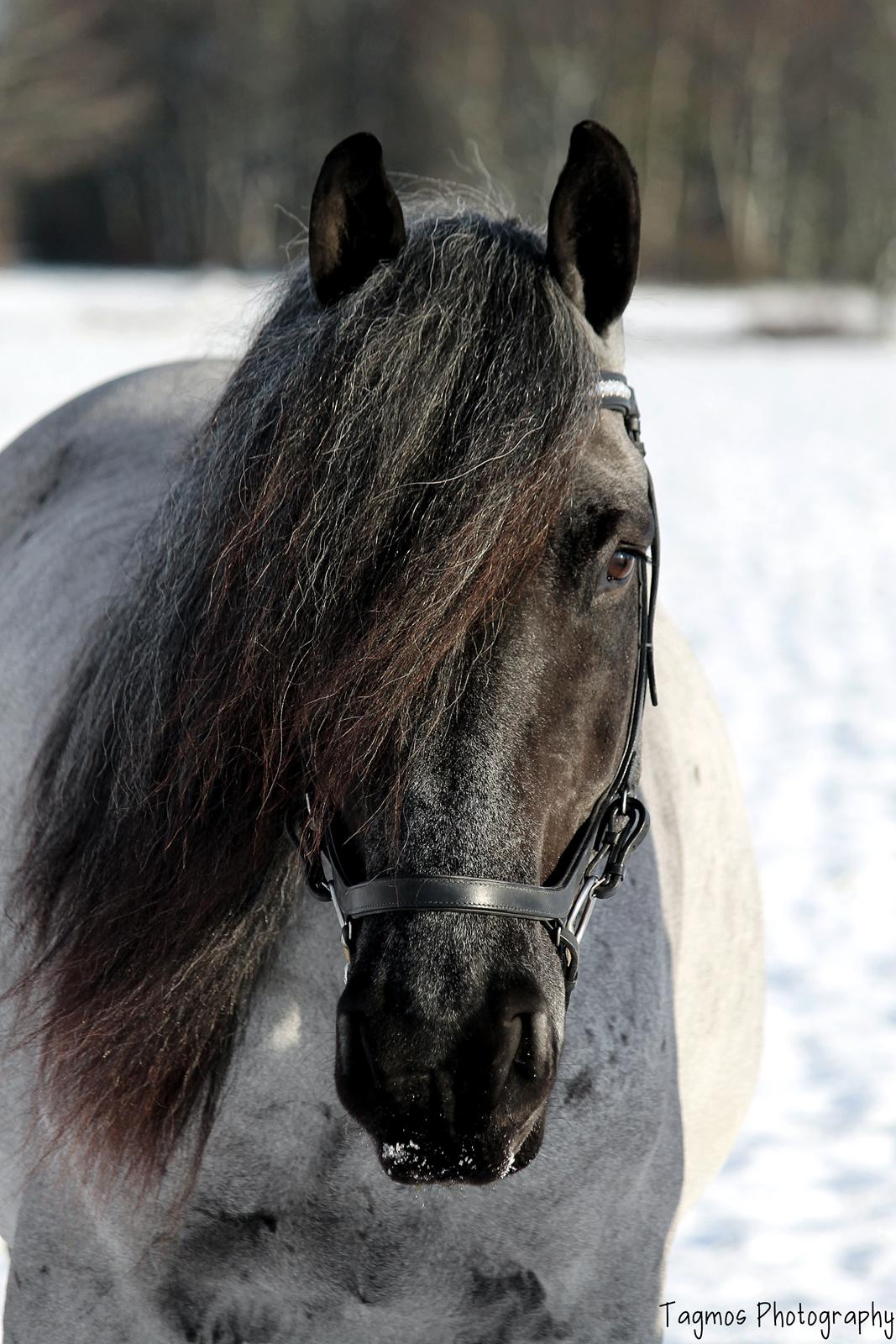 Belgier Møllegaardens Titus (TY) billede 7
