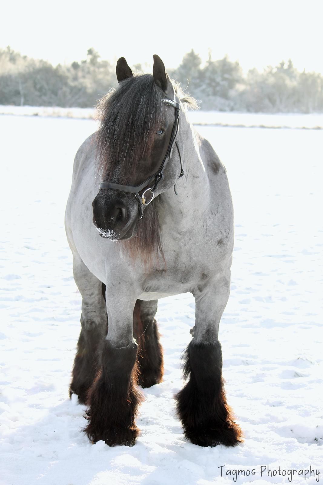 Belgier Møllegaardens Titus (TY) billede 8