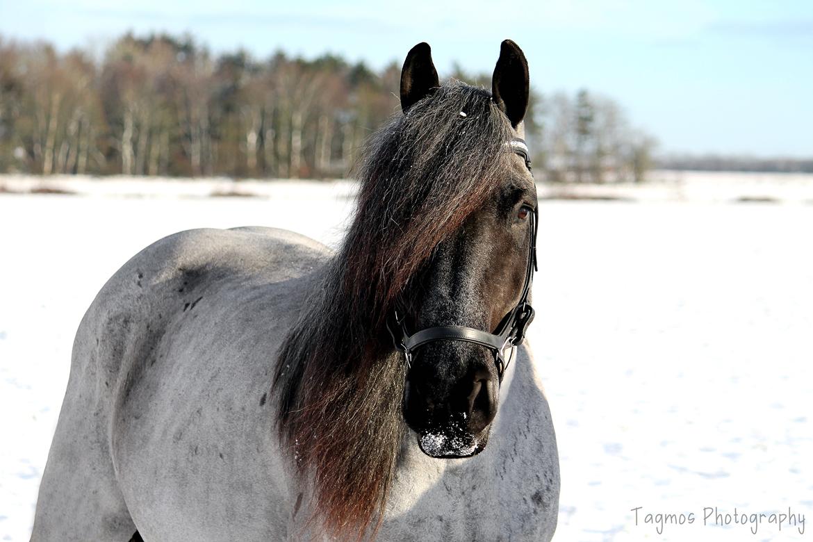 Belgier Møllegaardens Titus (TY) billede 1