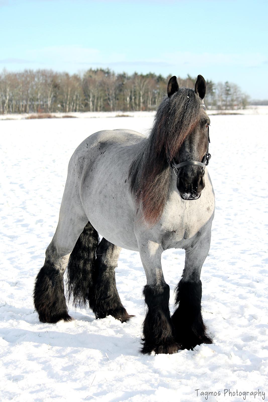 Belgier Møllegaardens Titus (TY) billede 6