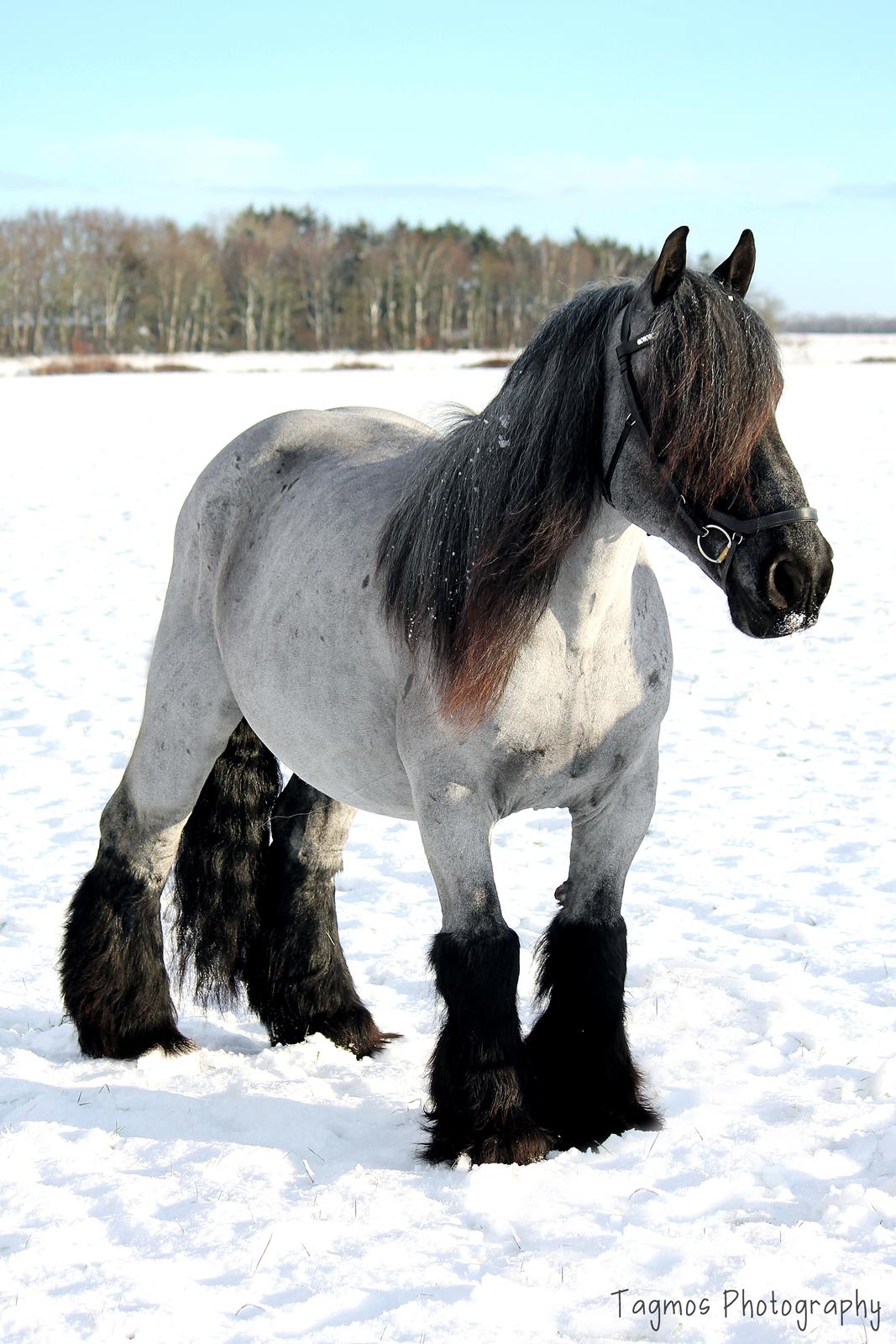 Belgier Møllegaardens Titus (TY) billede 15