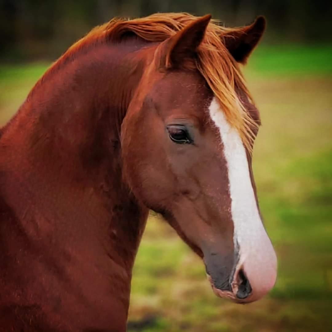 Welsh Pony af Cob-type (sec C) Aberlour Gagarin [Låner] billede 19