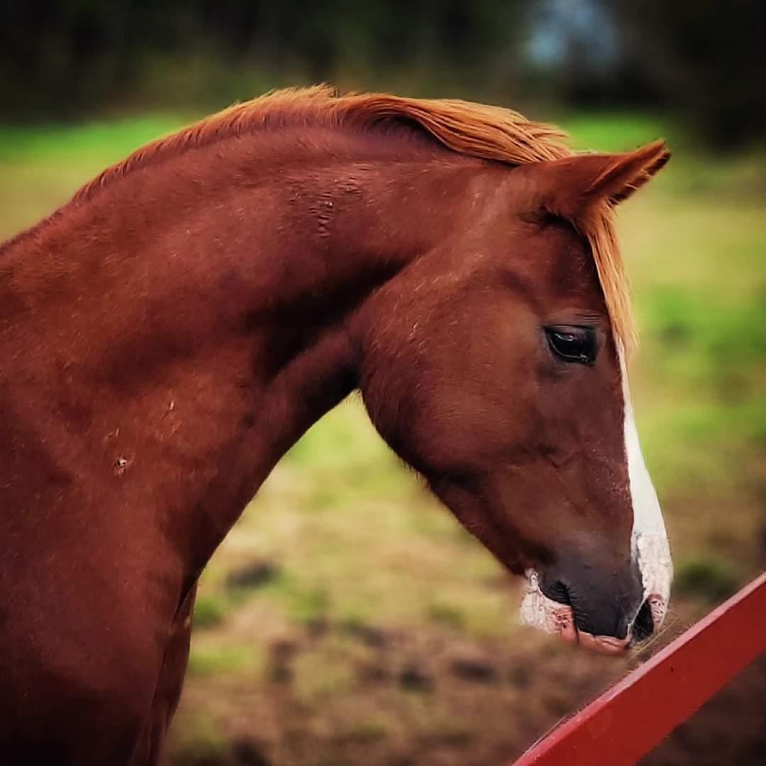 Welsh Pony af Cob-type (sec C) Aberlour Gagarin [Låner] billede 20