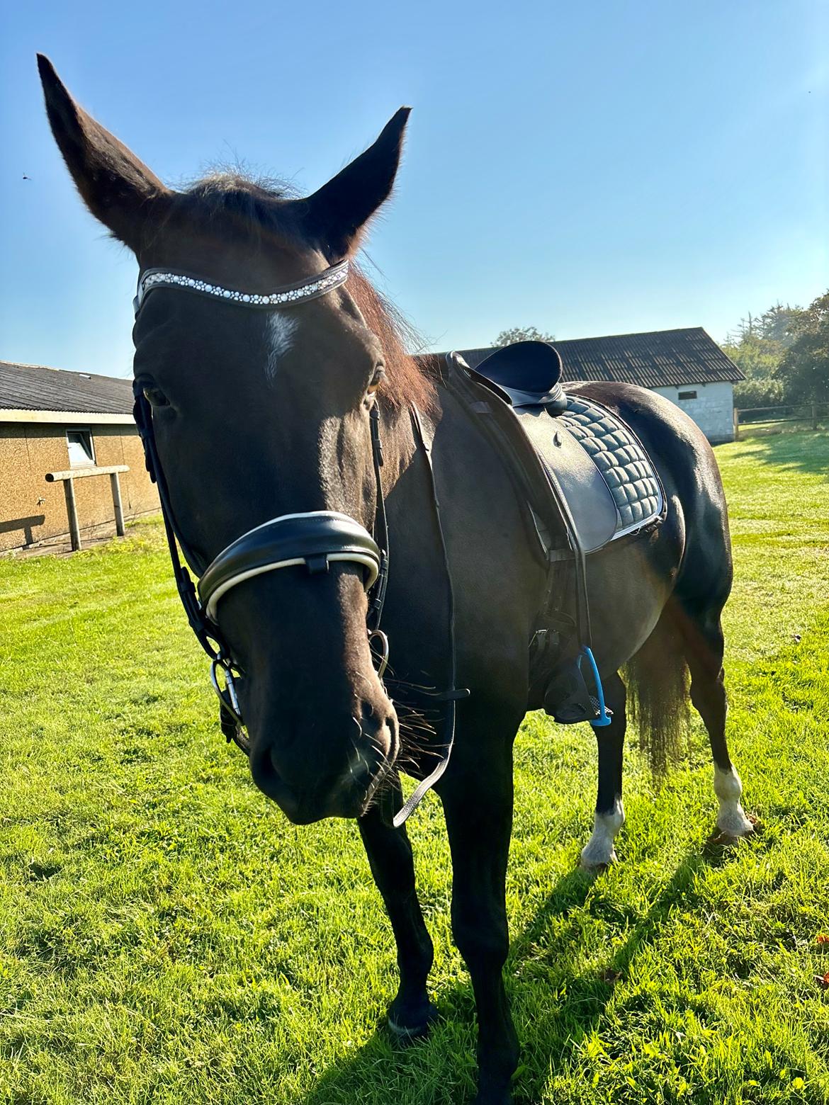 Oldenborg Clement Fjellerup ( Olli) billede 20