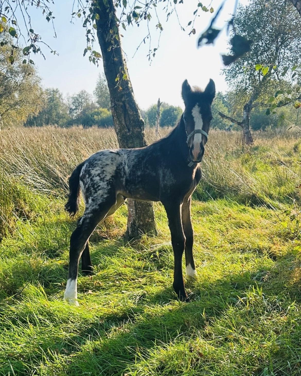 Irish Cob Her’s Mackie billede 1