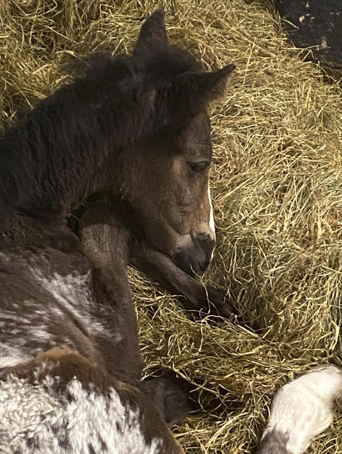 Irish Cob Her’s Mackie billede 3