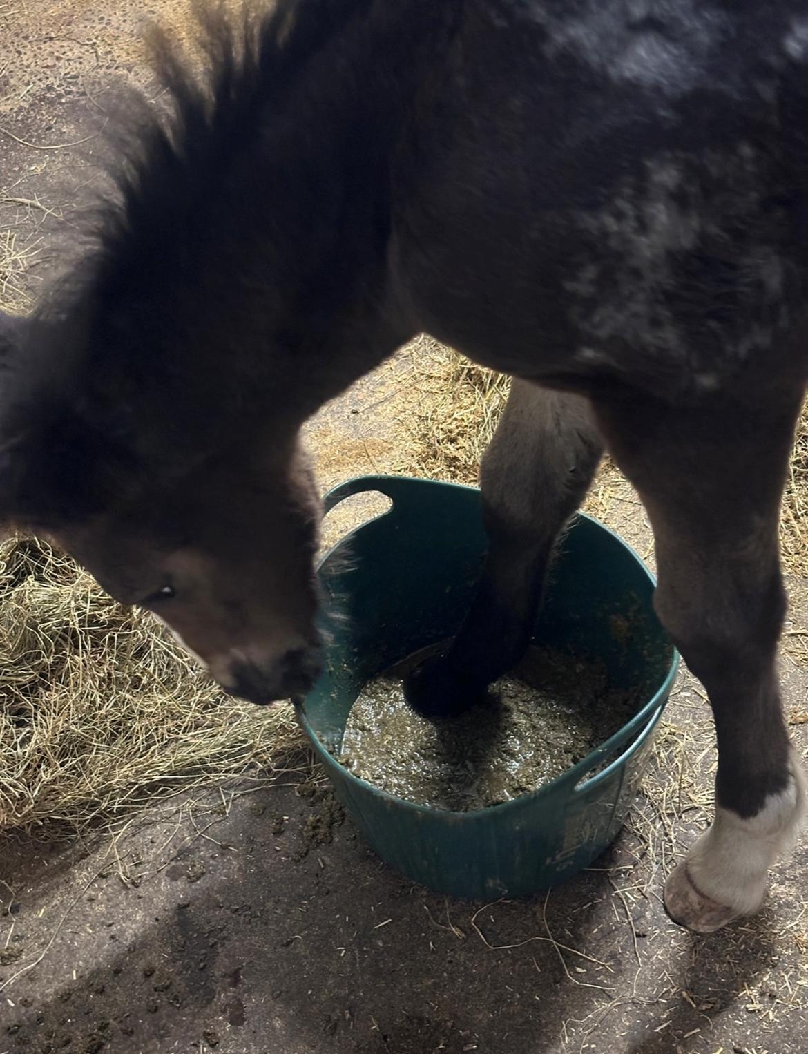 Irish Cob Her’s Mackie billede 4