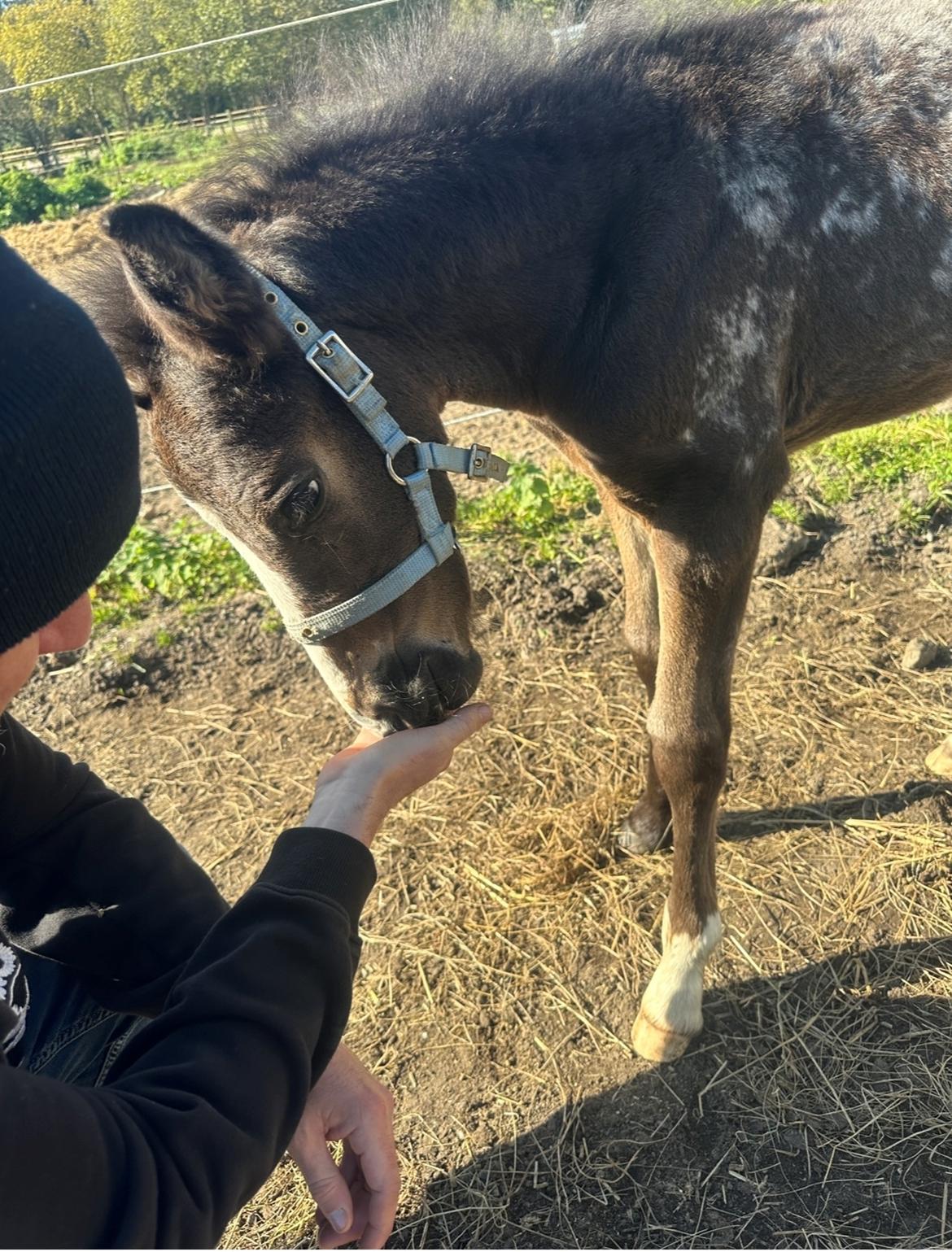 Irish Cob Her’s Mackie billede 5