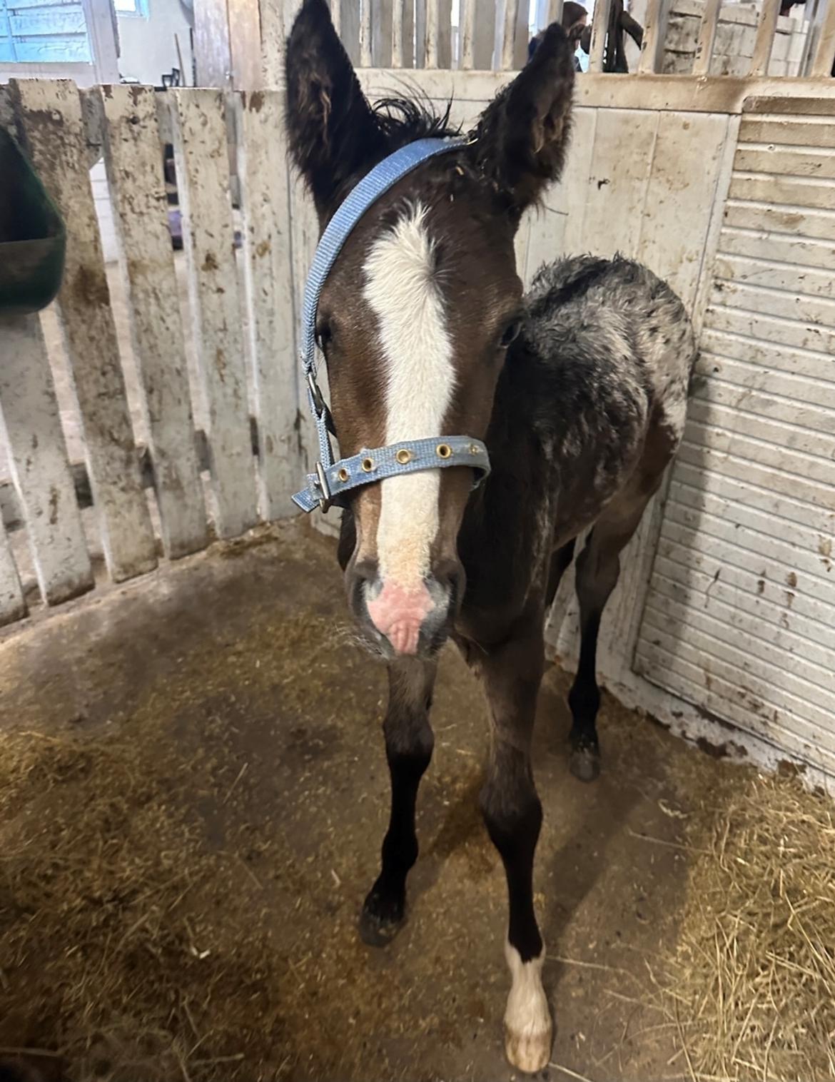 Irish Cob Her’s Mackie billede 2