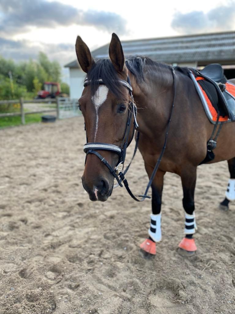 Dansk Varmblod Epona af højvang billede 9