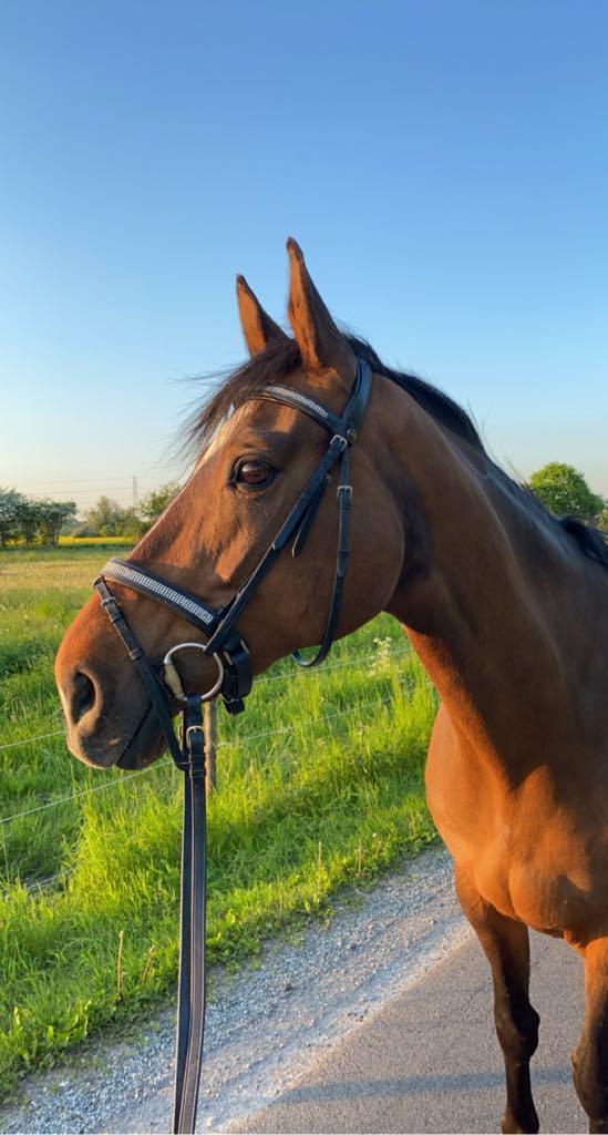 Dansk Varmblod Epona af højvang billede 14