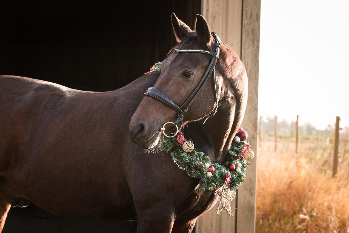 Dansk Varmblod Holstegårds super power billede 1