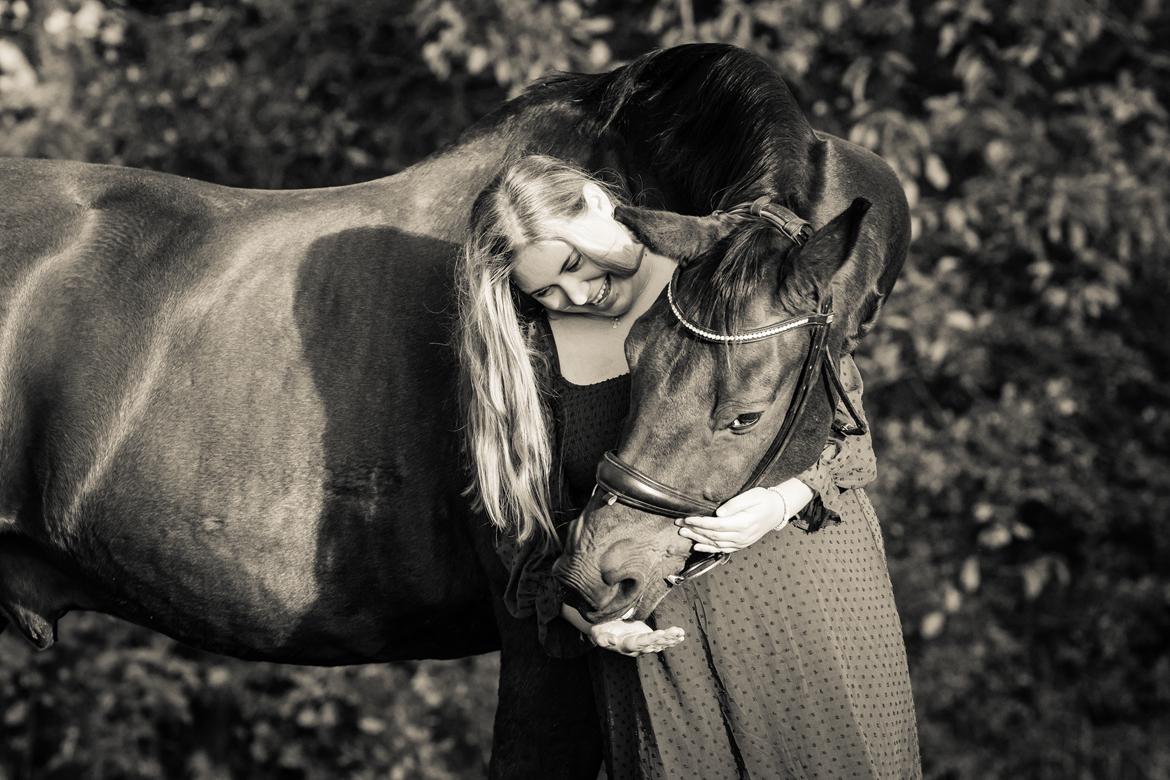 Dansk Varmblod Holstegårds super power billede 6
