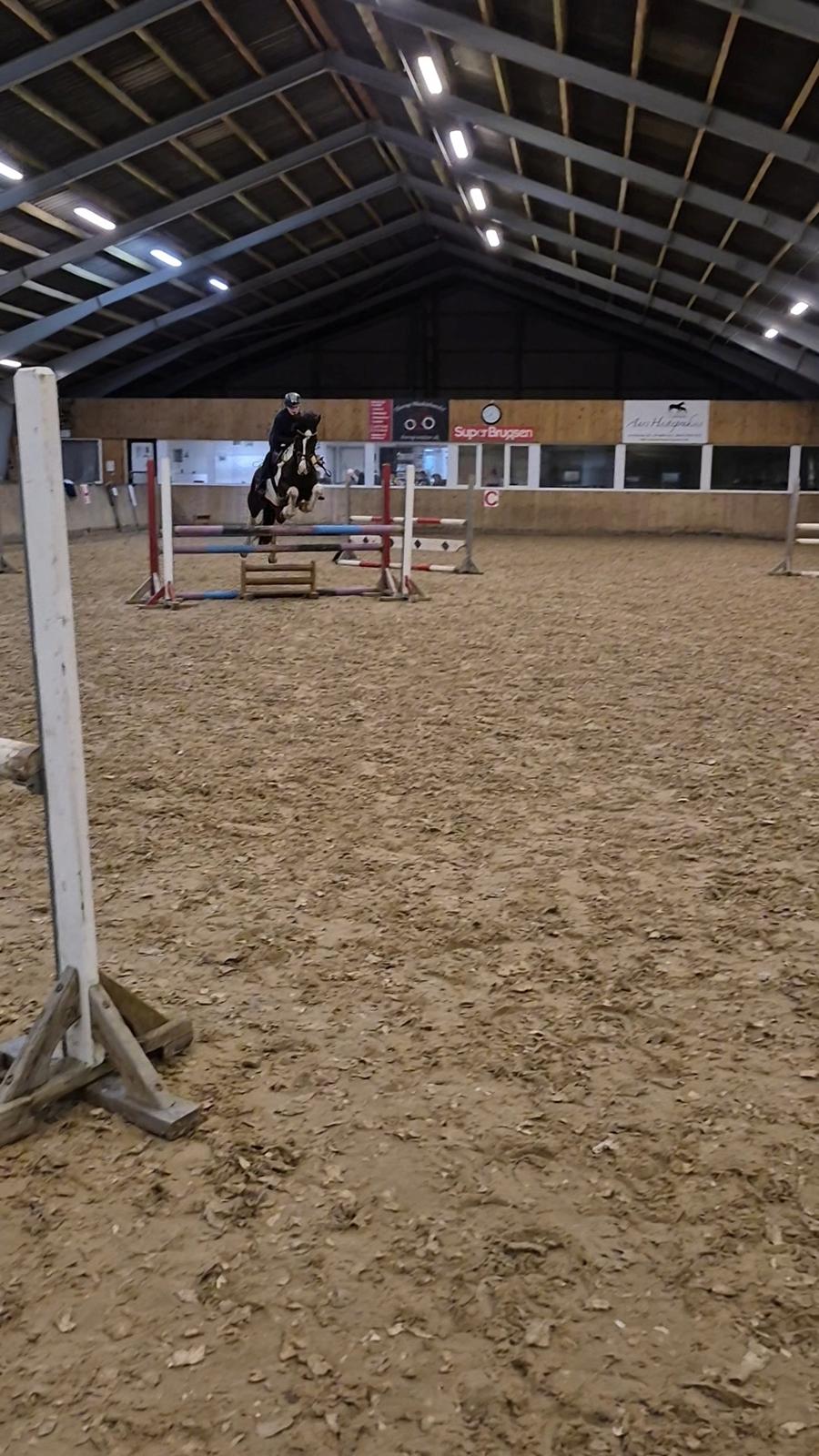 Anden særlig race Huxi  billede 19