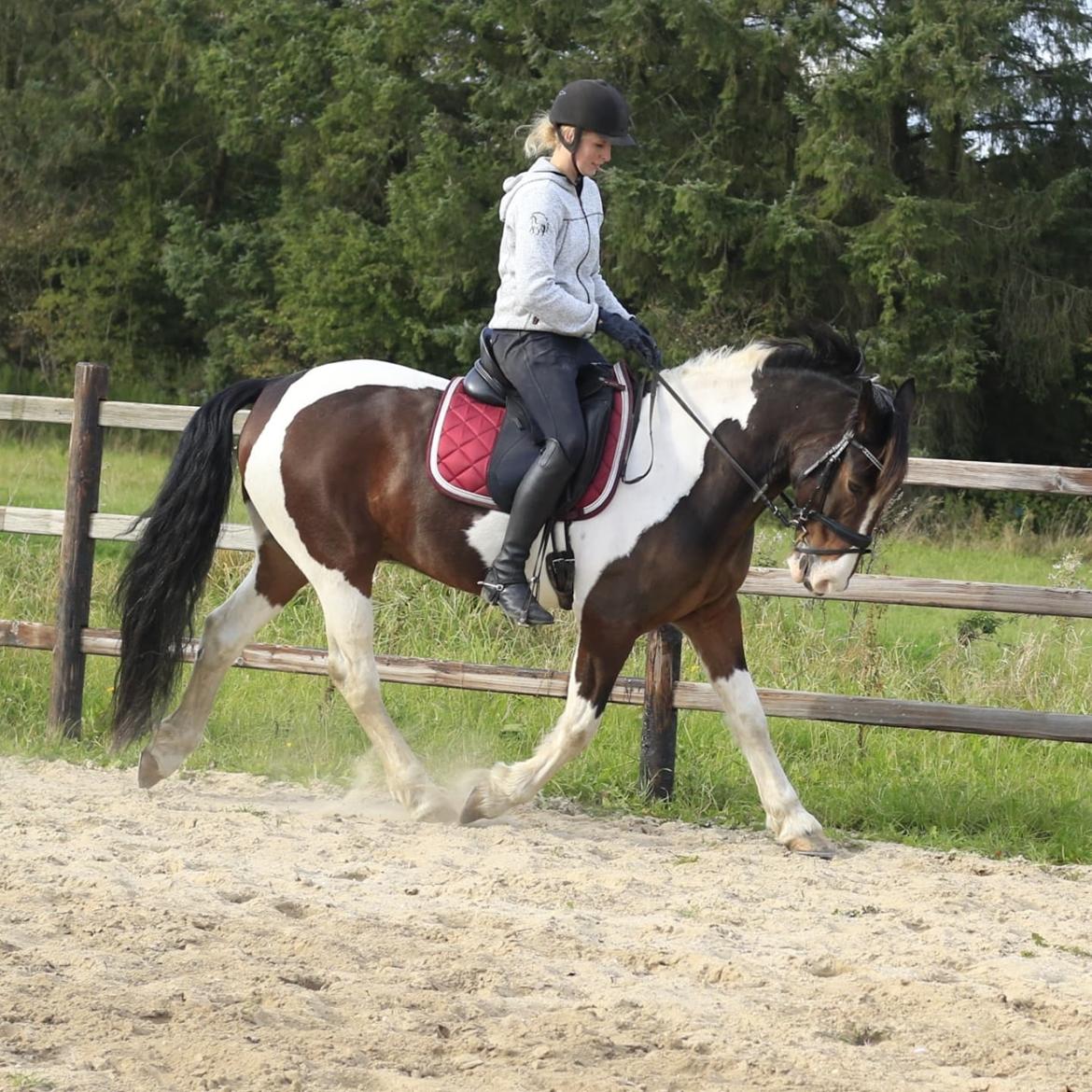 Anden særlig race Huxi  billede 24