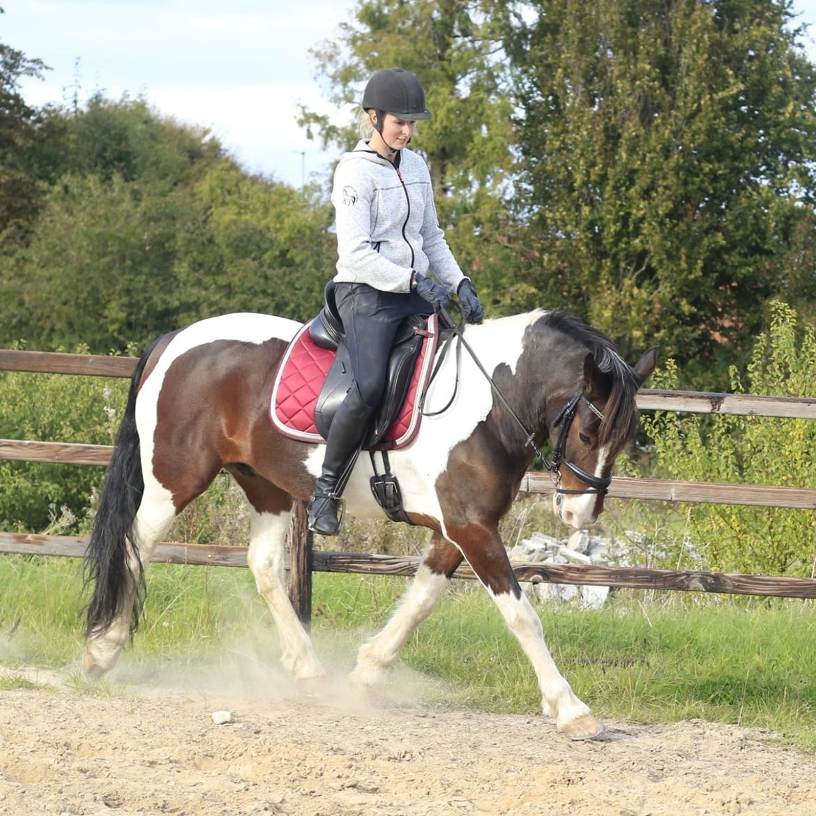 Anden særlig race Huxi  billede 25