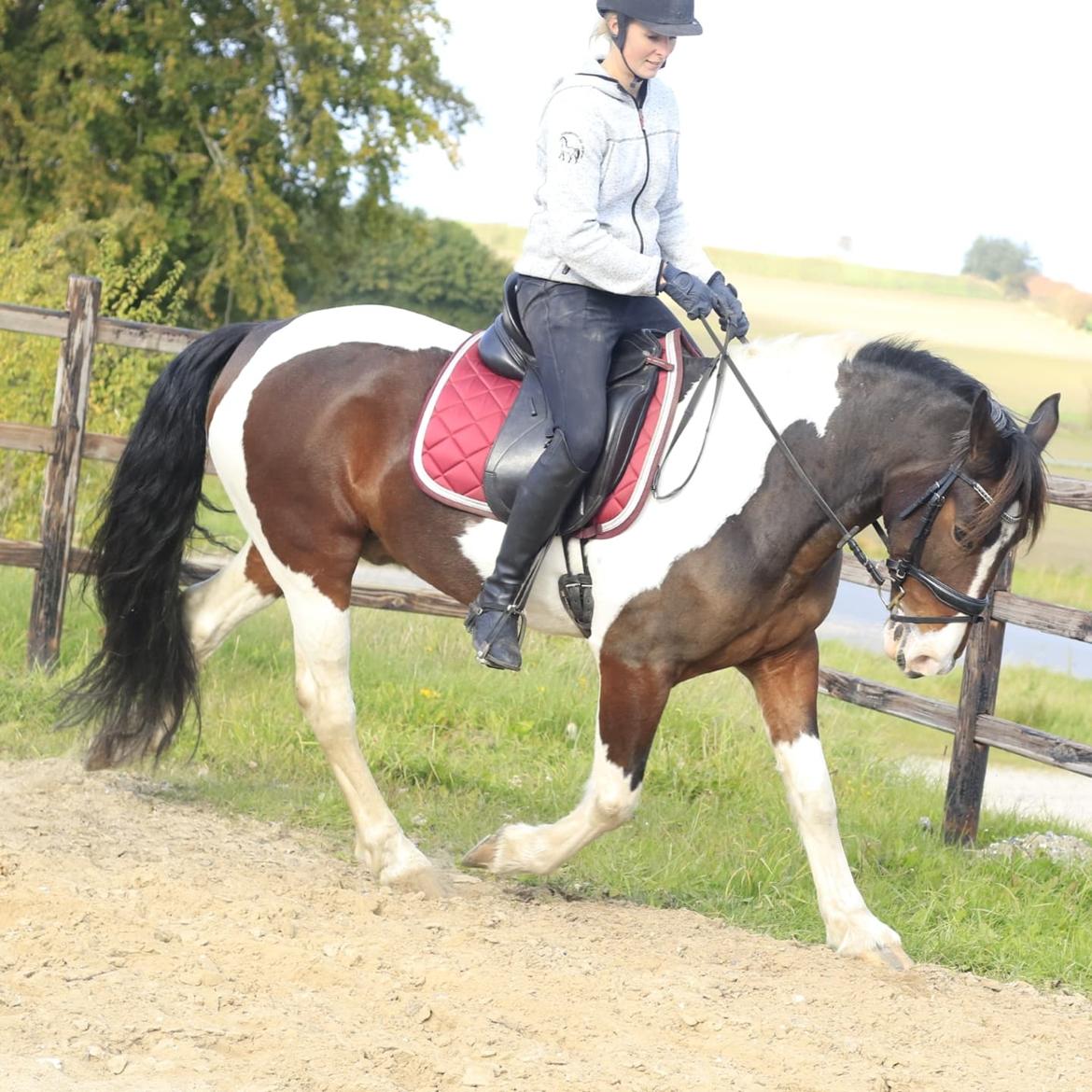 Anden særlig race Huxi  billede 23