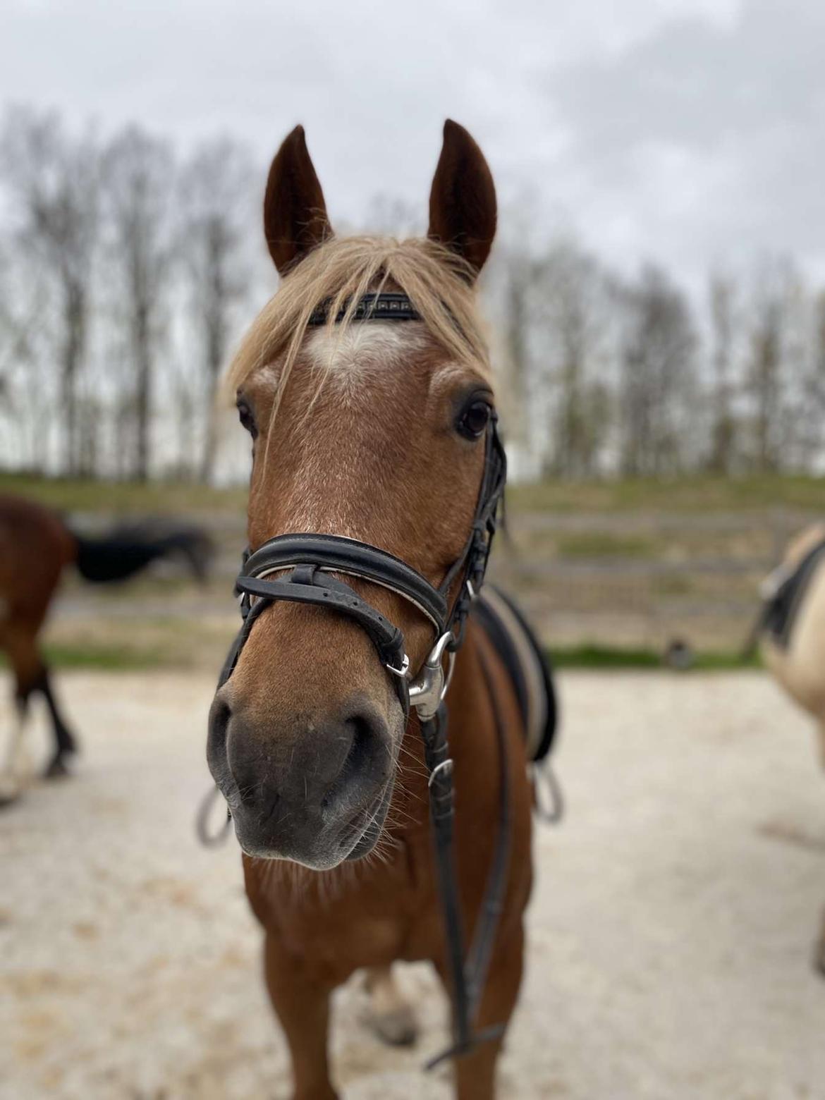 Anden særlig race Cornelius billede 2