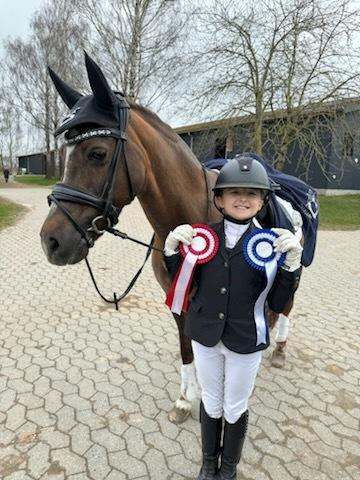 Welsh Pony (sec B) Bjerregaards Zenta  billede 2