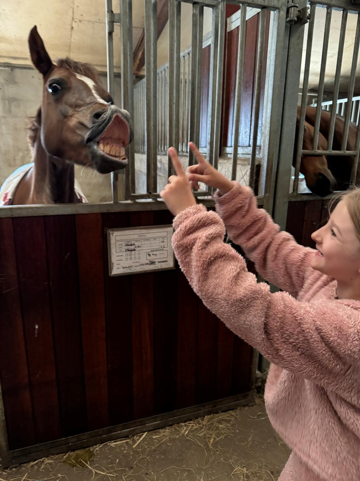 Welsh Pony (sec B) Bjerregaards Zenta  billede 3