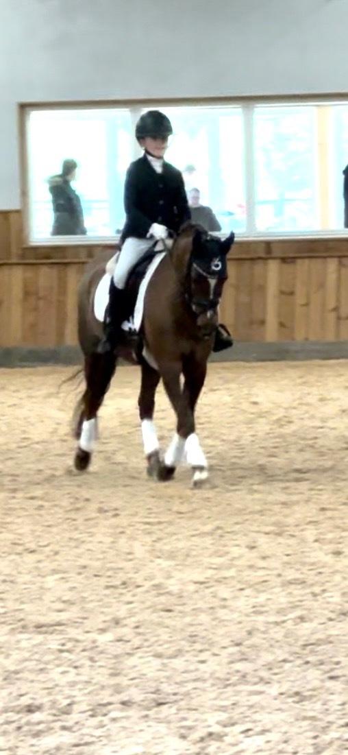 Welsh Pony (sec B) Bjerregaards Zenta  billede 4