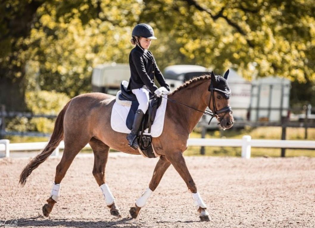 Welsh Pony (sec B) Bjerregaards Zenta  billede 7