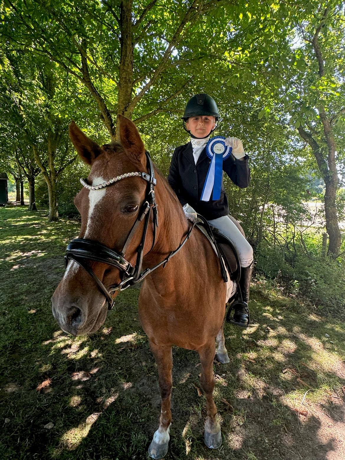 Welsh Pony (sec B) Bjerregaards Zenta  billede 1