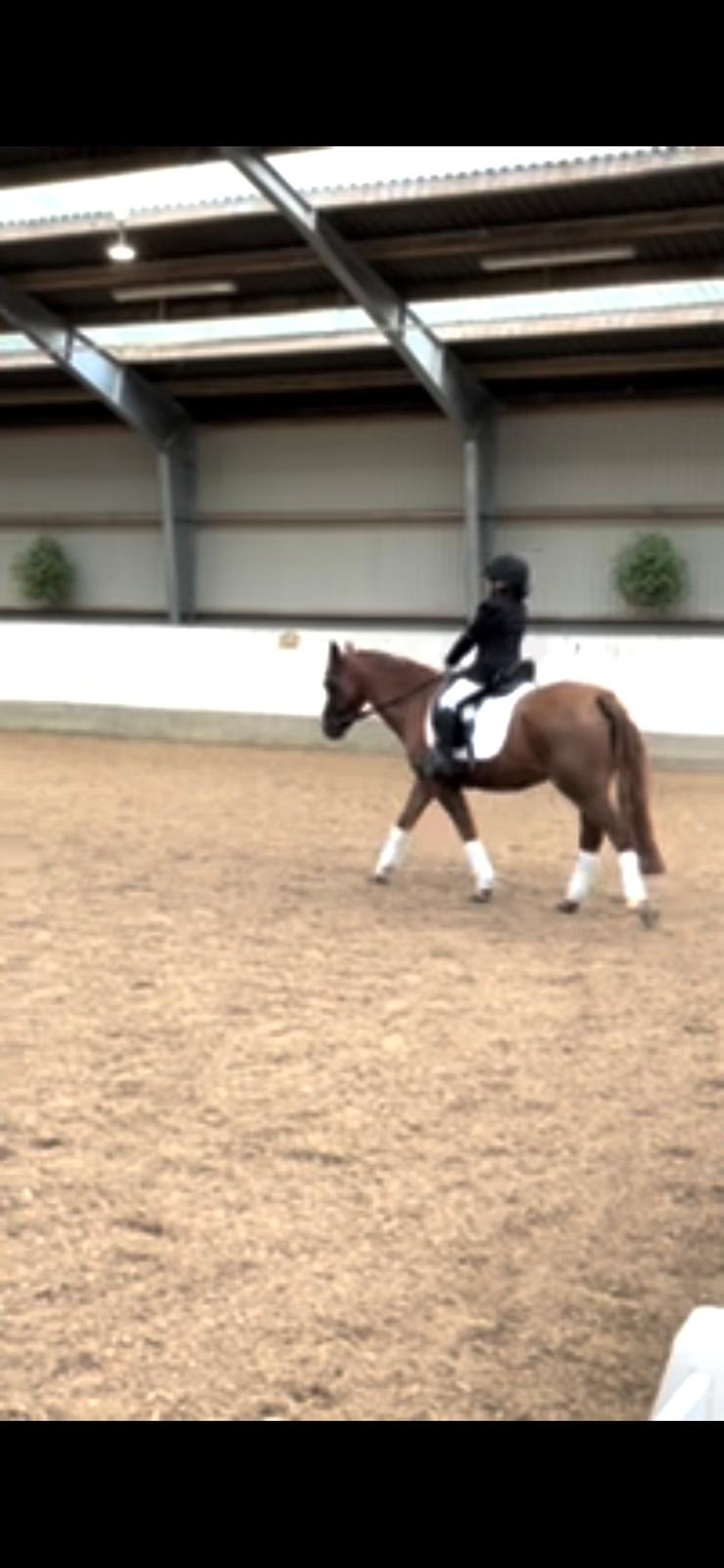 Welsh Pony (sec B) Bjerregaards Zenta  billede 16