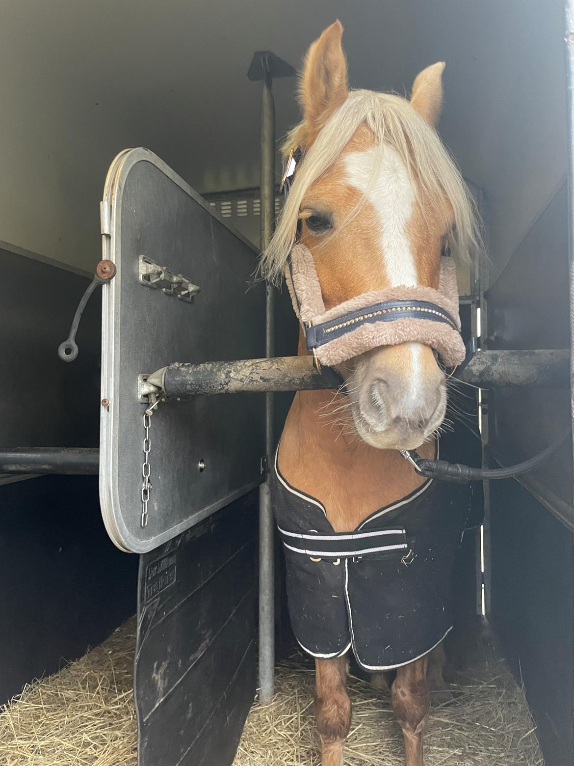 Welsh Pony af Cob-type (sec C) Harvest Nespresso billede 5