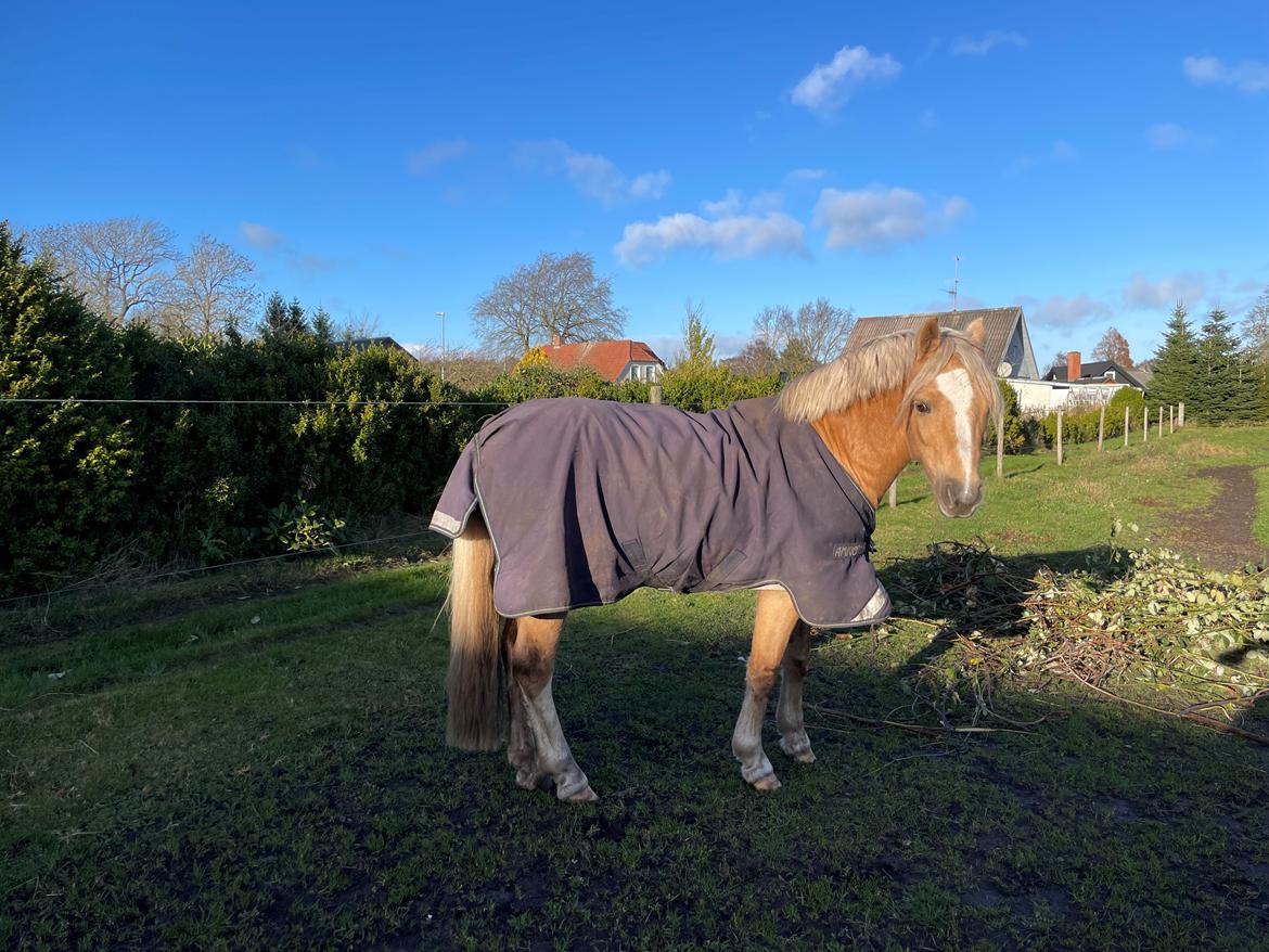 Welsh Pony af Cob-type (sec C) Harvest Nespresso billede 2