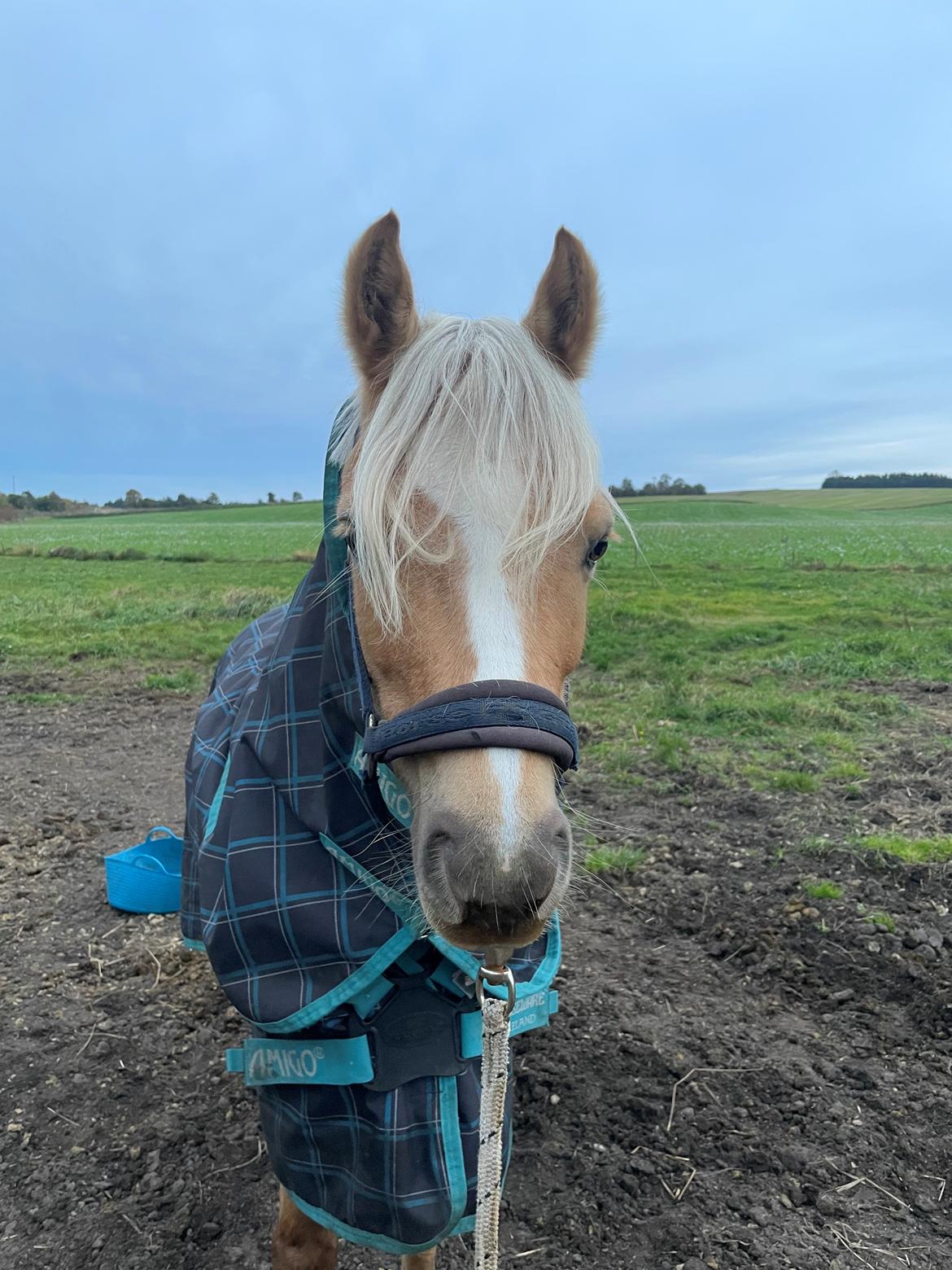 Welsh Pony af Cob-type (sec C) Harvest Nespresso billede 4