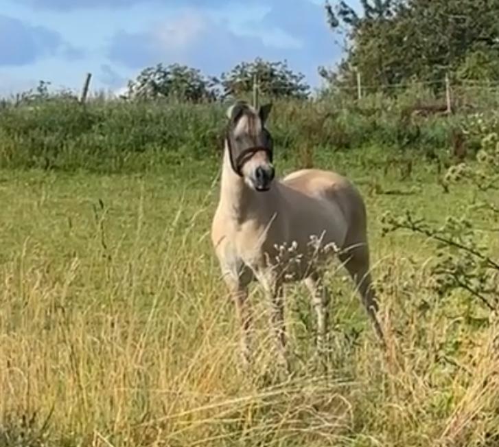 Fjordhest Lui billede 5