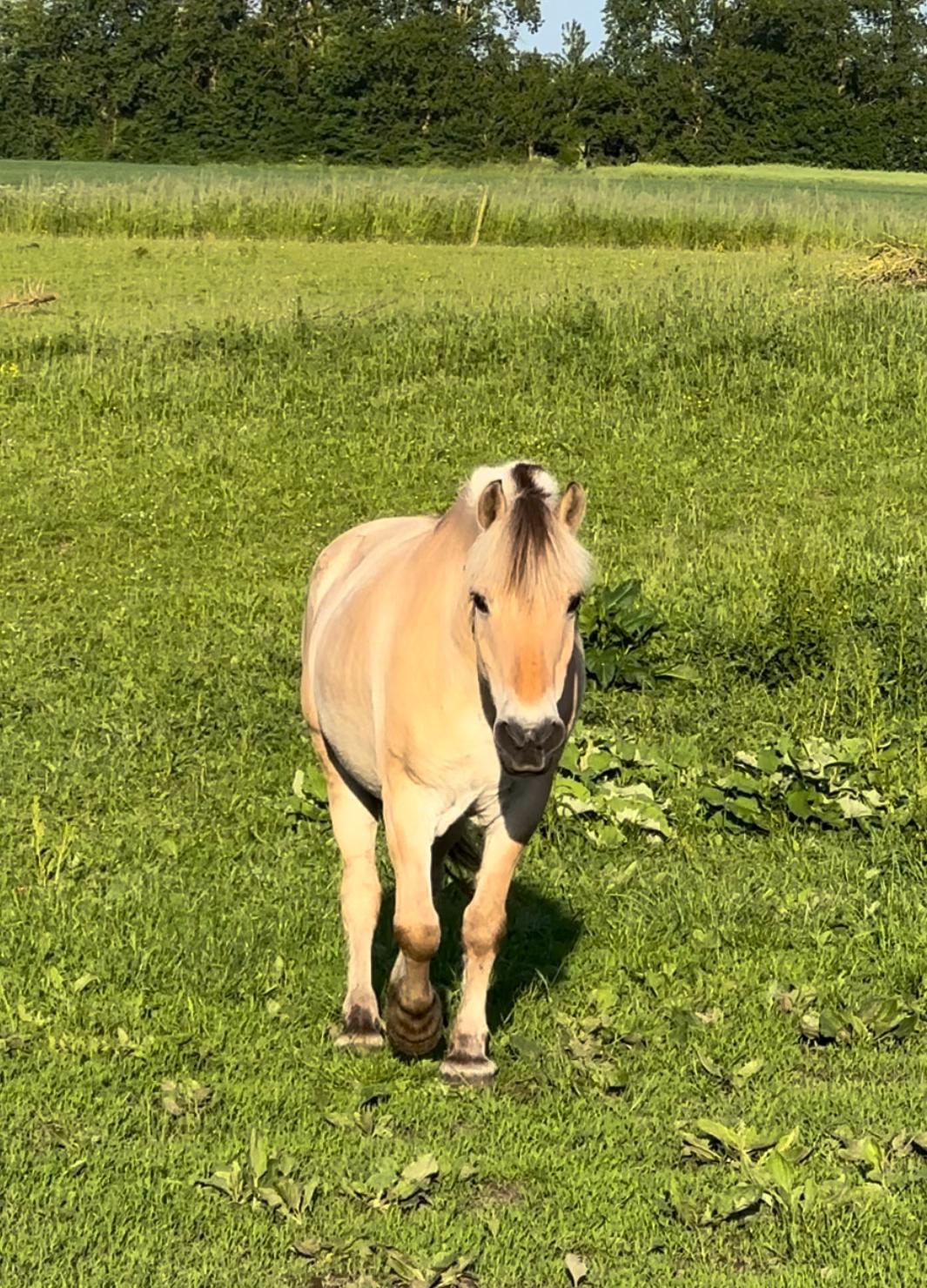 Fjordhest Lui billede 4