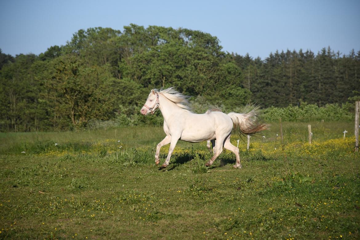 Welsh Pony (sec B) Aastrupgaards Gold Mist billede 4