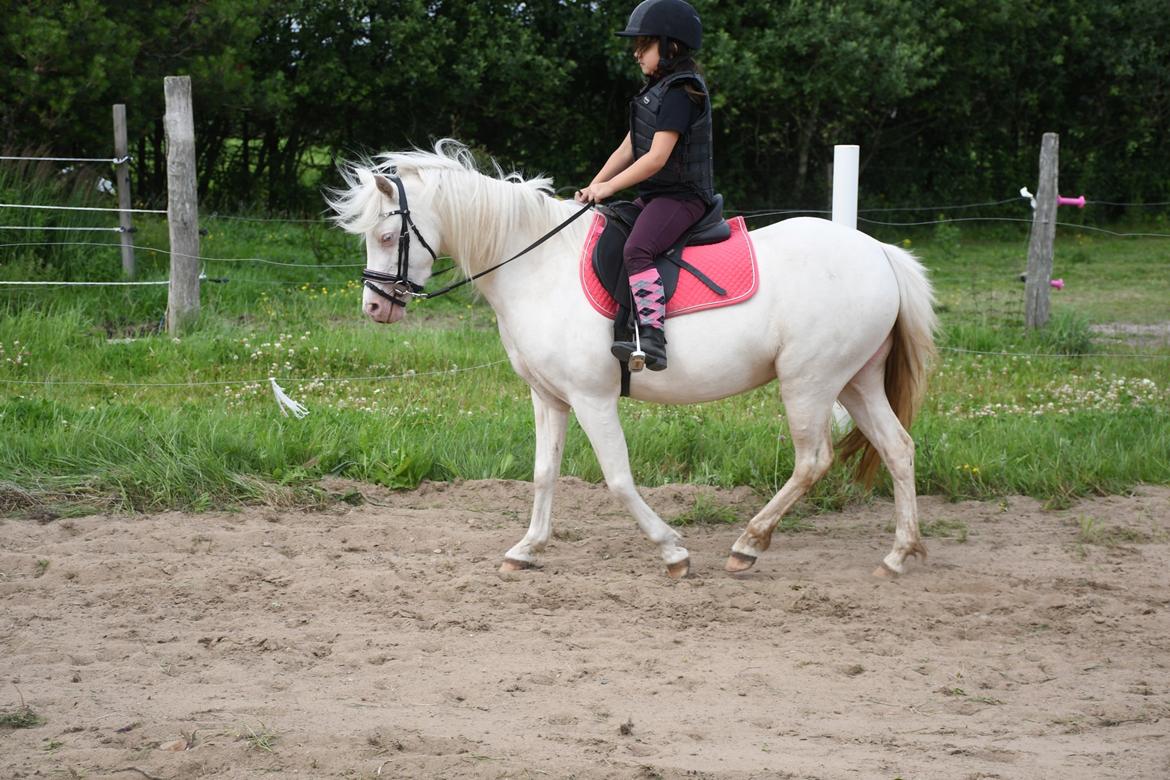 Welsh Pony (sec B) Aastrupgaards Gold Mist billede 5