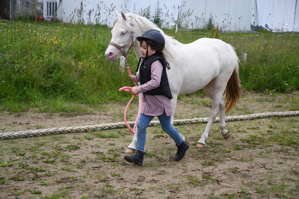 Welsh Pony (sec B) Aastrupgaards Gold Mist billede 6