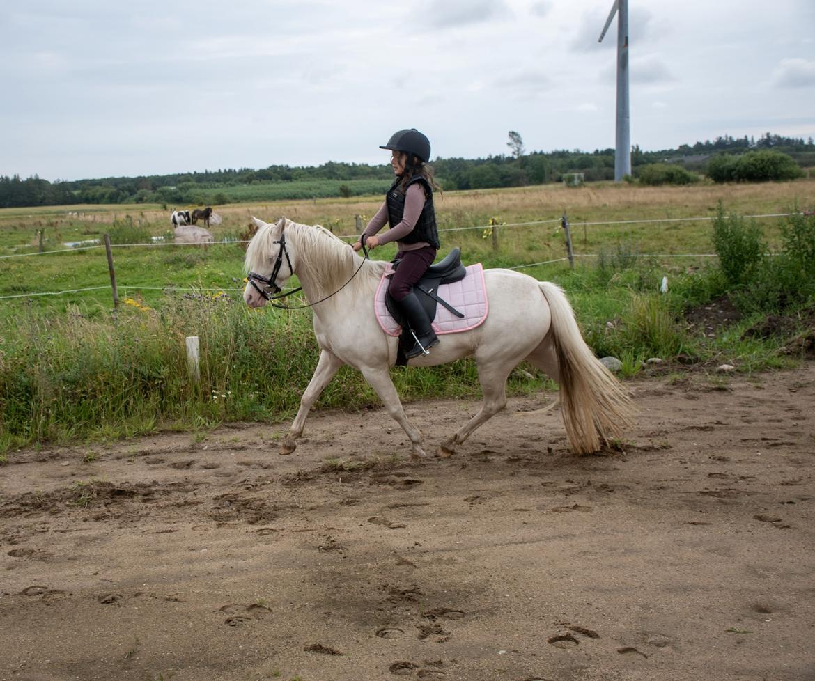 Welsh Pony (sec B) Aastrupgaards Gold Mist billede 7