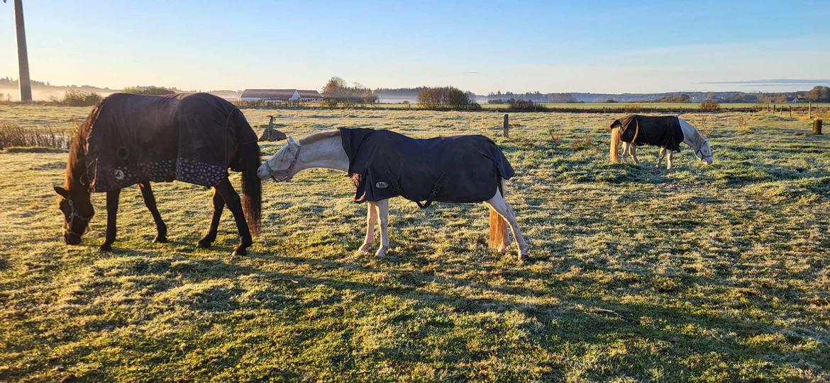 Welsh Pony (sec B) Aastrupgaards Gold Mist billede 9