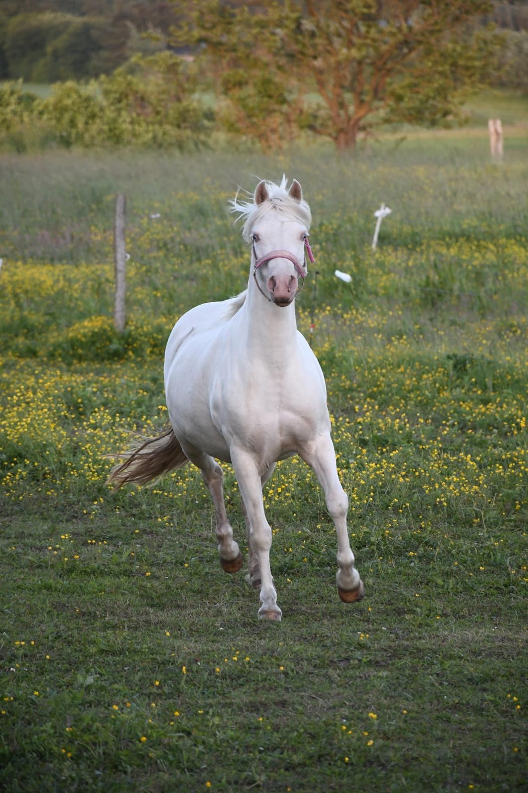 Welsh Pony (sec B) Aastrupgaards Gold Mist billede 3