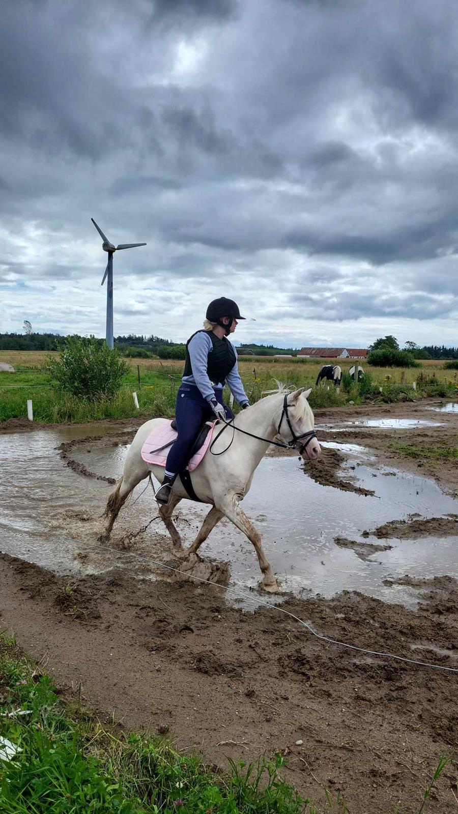 Welsh Pony (sec B) Aastrupgaards Gold Mist billede 13