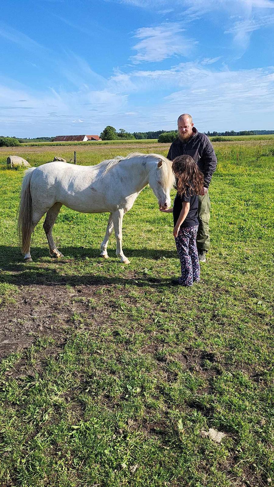 Welsh Pony (sec B) Aastrupgaards Gold Mist billede 14