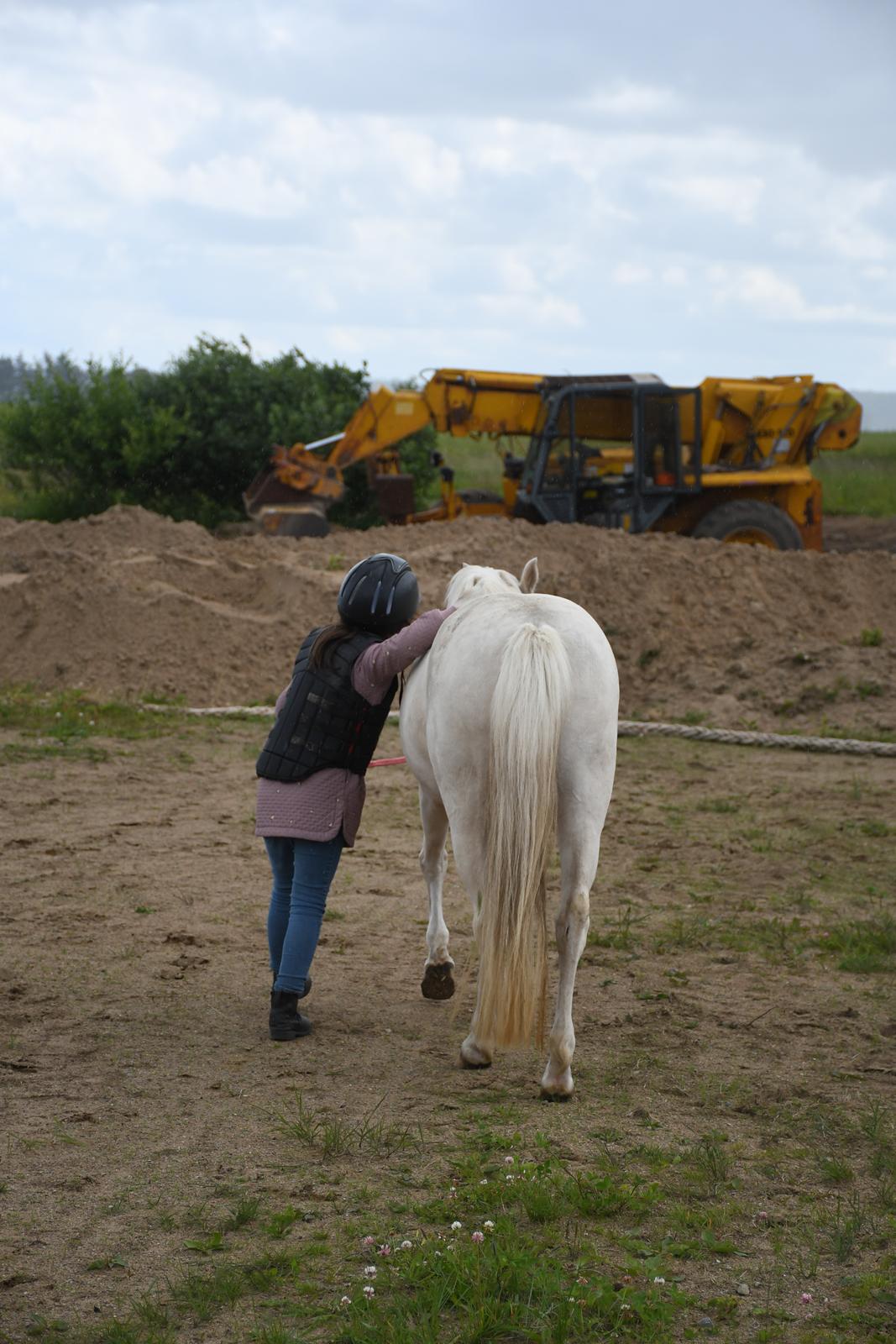 Welsh Pony (sec B) Aastrupgaards Gold Mist billede 18