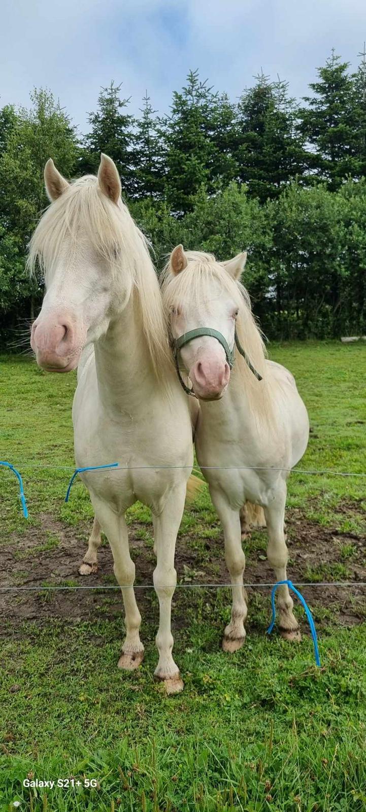 Welsh Pony (sec B) Aastrupgaards Gold Mist billede 12