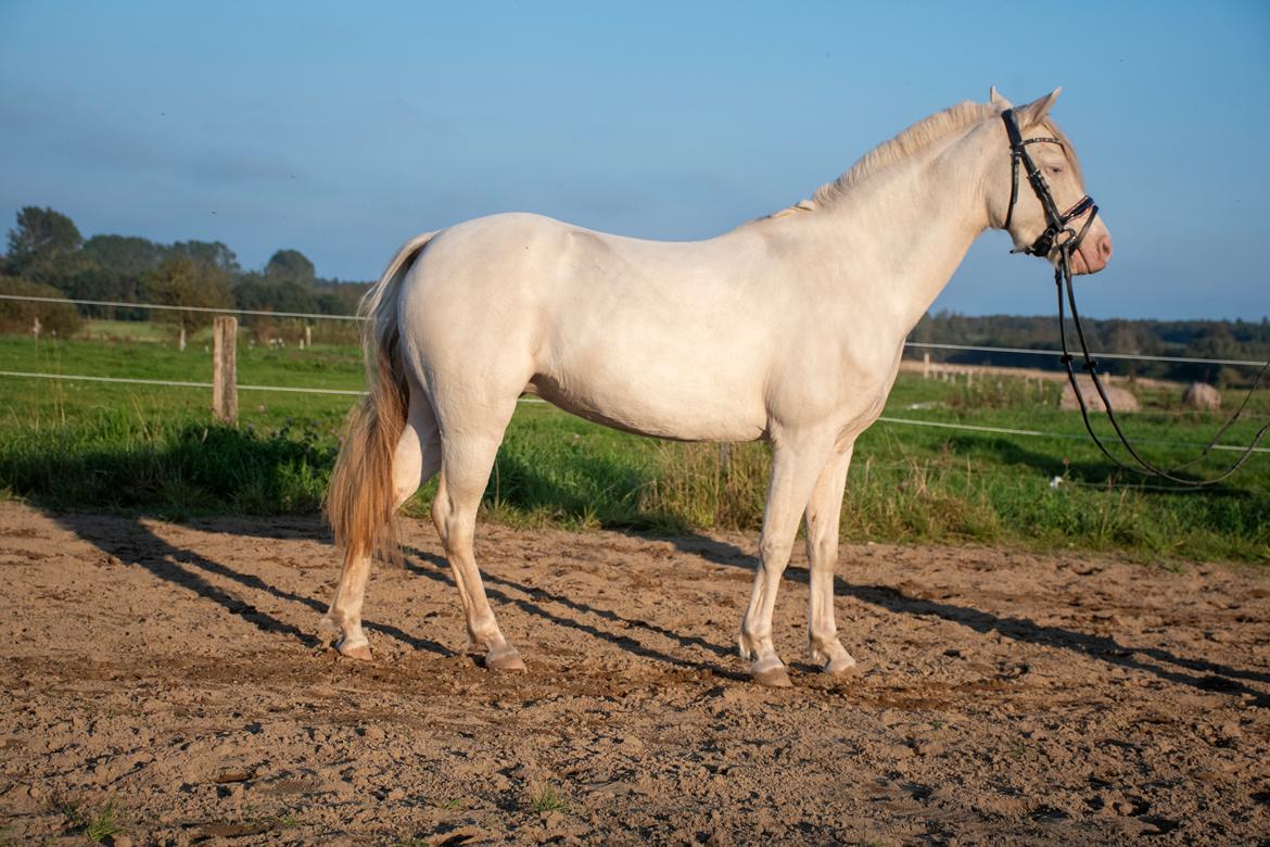 Welsh Pony (sec B) Aastrupgaards Gold Mist billede 19